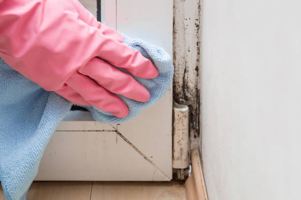 Mold Odor Removal Services in Sigourney, IA